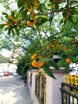 桂花