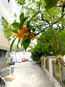 桂花