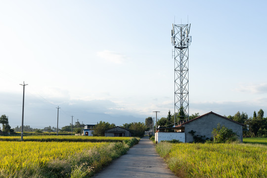 德阳乡村稻田风光