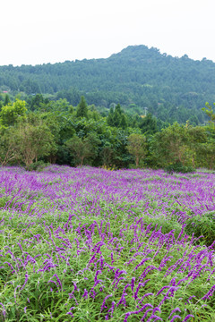 四川德阳中国香山旅游景区