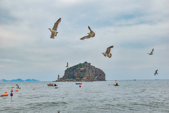 海边飞翔的海鸟