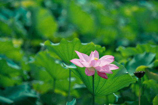 夏日荷花