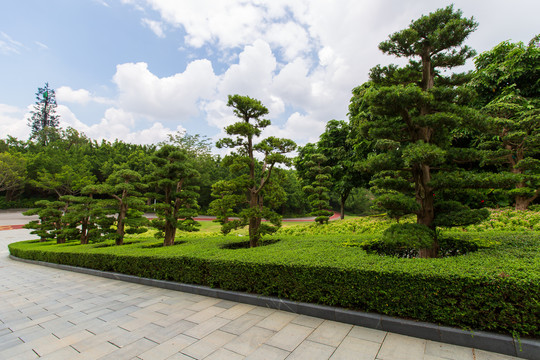 南宁青秀山风景区罗汉树