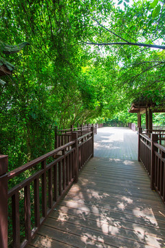 南宁青秀山风景区廊道