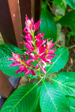 赤苞花