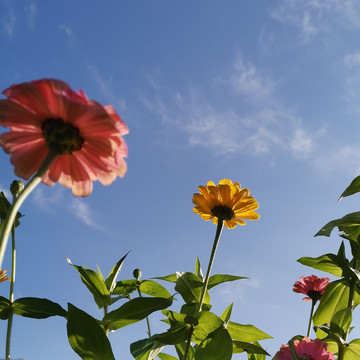 波斯菊