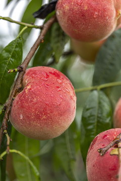 桃园水果水蜜桃