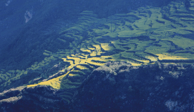 罗平螺丝田油菜花田园风光