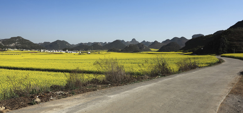 蜿蜒道路油菜花海田园风光