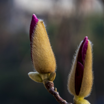 含苞欲放的紫玉兰花