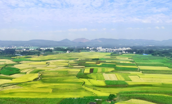 绿色田野