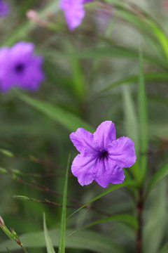 蓝花草