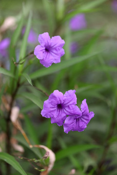 蓝花草