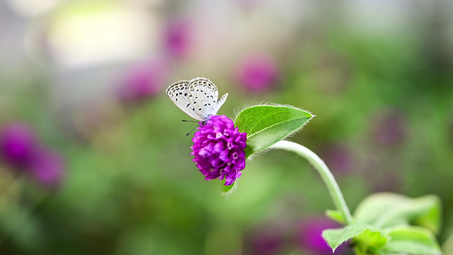 蝶恋花