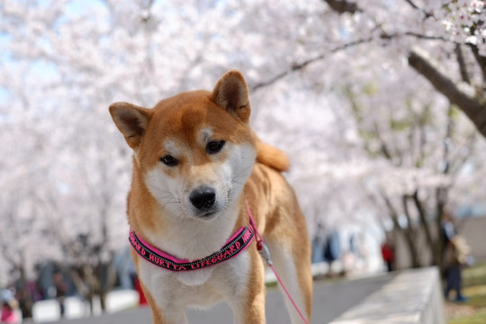 樱花与柴犬