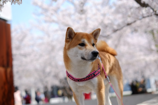 樱花与柴犬