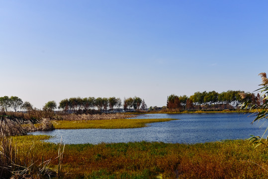 上海青西郊野公园湿地