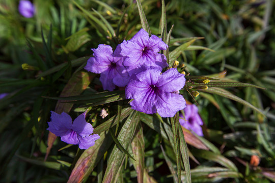 矮生翠芦莉特写