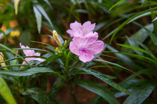 矮生翠芦莉特写