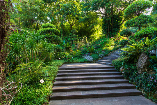 南宁青秀山风景区荫生植物园