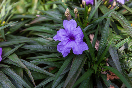 矮生翠芦莉花特写