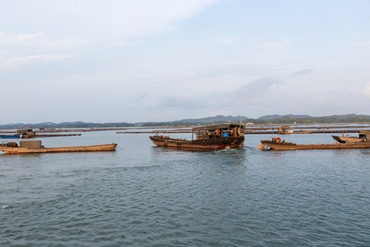 钦州茅尾海装蚝船