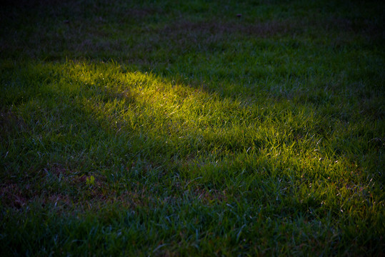一束光照在草地上
