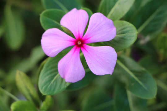 近景特写的粉红色长春花