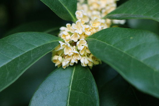 秋天淡黄色桂花特写