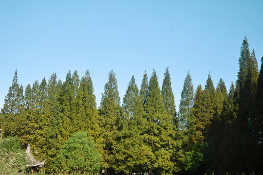 蓝天与杉树林