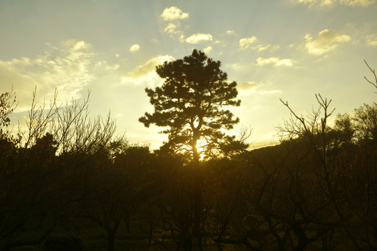 落日余晖与松树