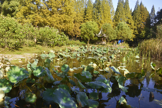 池塘残荷