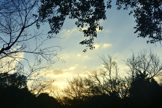 树枝与傍晚天空