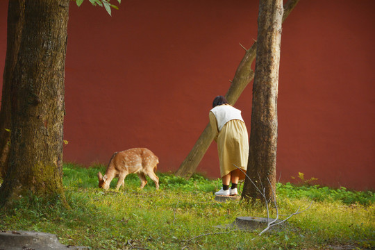 人与小鹿