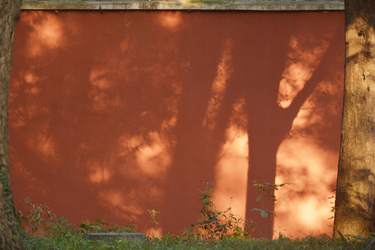 红墙墙面树影