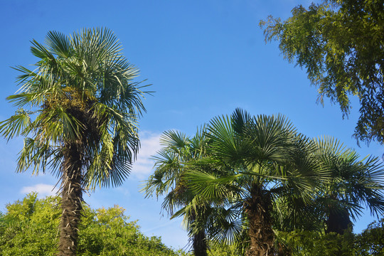 蓝天与棕榈树