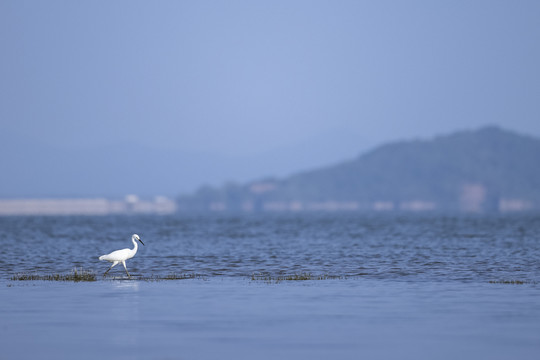 鄱阳湖湿地公园候鸟
