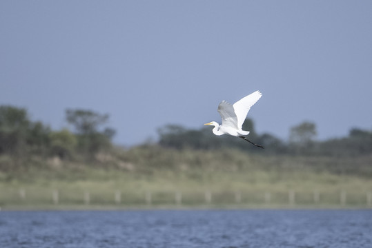 鄱阳湖湿地公园候鸟