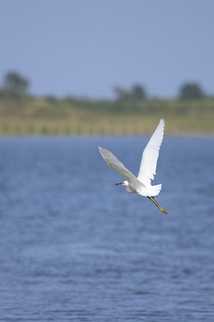 鄱阳湖湿地公园白鹭