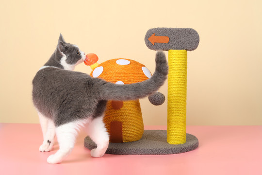 猫抓柱
