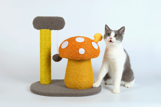 猫抓柱