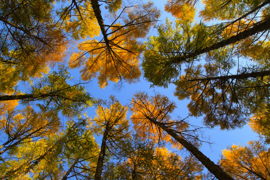 自然风光松树林五花山色秋天景色