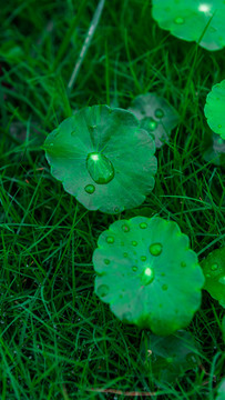 雨后的铜钱草