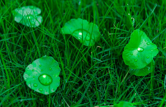 雨后的铜钱草