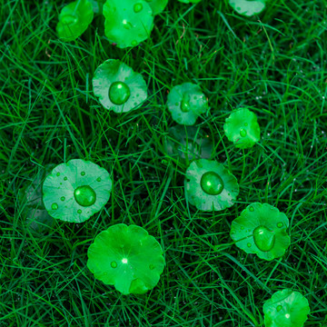 雨后的铜钱草