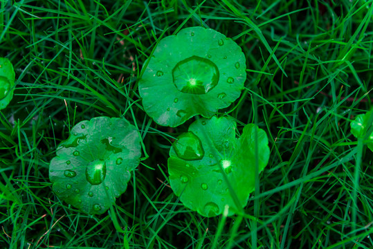 雨后的铜钱草