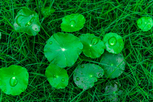 雨后的铜钱草