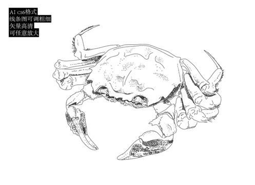 大闸蟹手绘线图大闸蟹插画