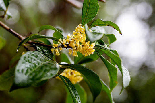 桂花