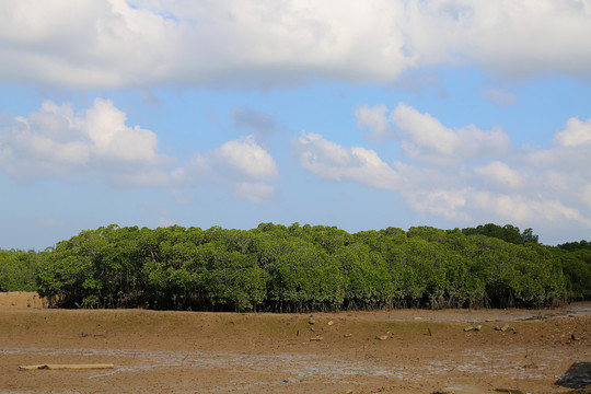 红树林生态湿地